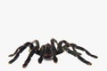 Asian species Tarantula spider Found in Thailand, the scientific name is & x22;Haplopelma minax Theraphosidae Haplopelma