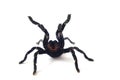 Asian species Tarantula spider Found in Thailand, the scientific name is & x22;Haplopelma minax Theraphosidae Haplopelma