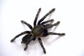 Asian species Tarantula spider Found in Thailand, the scientific name is & x22;Haplopelma minax Theraphosidae Haplopelma