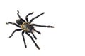 Asian species Tarantula spider  Found in Thailand, the scientific name is & x22;Haplopelma minax Theraphosidae Haplopelma Royalty Free Stock Photo