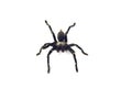 Asian species Tarantula spider Found in Thailand, the scientific name is & x22;Haplopelma minax Theraphosidae Haplopelma