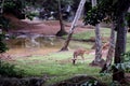 Asian spotted deers in national zoological garden Royalty Free Stock Photo