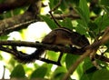 Squirrels in Indian Forest