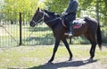 Brown trained colt with long mane on ranch,saddle and bridle