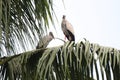 Asian Stork perching on tree top Royalty Free Stock Photo