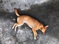 Street dog, Homeless dog lie on old concrete road top view