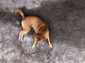 Street dog, Homeless dog lie on old concrete road top view