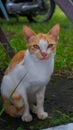 Asian striped village cat with orange color, ginger cat, tabby cat