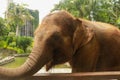 Asian Sumatran elephant side portrait, close up of face on trees background