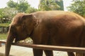 Asian Sumatran elephant side portrait, close up of face on trees background