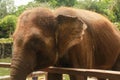 Asian Sumatran elephant side portrait, close up of face on trees background
