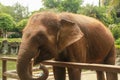 Asian Sumatran elephant side portrait, close up of face on trees background