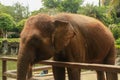 Asian Sumatran elephant side portrait, close up of face on trees background