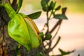 Asian summer fruits named Jackfruit scientific name Artocarpus heterophyllus. it is close up shot of small baby fresh Jackfruit. i Royalty Free Stock Photo