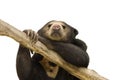 Asian Sun Bear Royalty Free Stock Photo