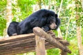 Asian Sun Bear relaxing in the shade Royalty Free Stock Photo