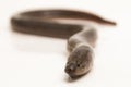 Asian swamp eel (Monopterus albus) isolated on white background