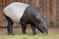 Asian tapir Royalty Free Stock Photo