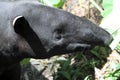 Asian Tapir Royalty Free Stock Photo