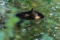 Asian tapir Royalty Free Stock Photo