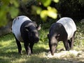 Asian Tapir, Tapirus Indicus, is definitely the most beautiful tapir Royalty Free Stock Photo