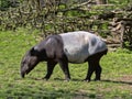 Asian tapir, Tapirus indicus, looking for food Royalty Free Stock Photo