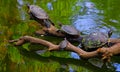 Asian terrapin turtles in green pond