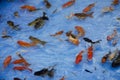 Asian thai children playing goldfish scooping game or paper scoop fish catch in tank Royalty Free Stock Photo