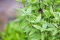 Asian thai green basil leaf - Fresh basil plant tree on nature background Royalty Free Stock Photo