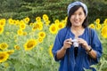 Asian thai woman use camera shooting photo sunflower flower field Royalty Free Stock Photo