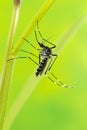 Asian Tiger Mosquito (Aedes albopictus) Royalty Free Stock Photo