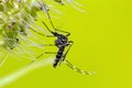 Asian Tiger Mosquito (Aedes albopictus) Royalty Free Stock Photo