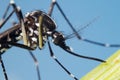 Asian Tiger Mosquito (Aedes albopictus)