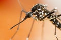 Asian Tiger Mosquito (Aedes albopictus)