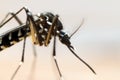 Asian Tiger Mosquito (Aedes albopictus) Royalty Free Stock Photo