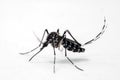 Asian Tiger Mosquito Royalty Free Stock Photo