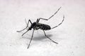 Asian Tiger Mosquito Royalty Free Stock Photo