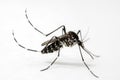 Asian Tiger Mosquito Royalty Free Stock Photo