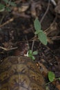 Asian Tiger Mosquito on an Eastern Box Turtle Royalty Free Stock Photo