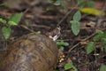 Asian Tiger Mosquito on an Eastern Box Turtle Royalty Free Stock Photo