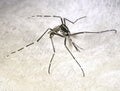 Asian tiger mosquito or forest mosquito Royalty Free Stock Photo