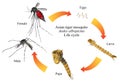 Asian tiger mosquito or forest mosquito