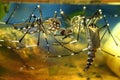 Asian tiger mosquito larvae in water, Aedes albopictus, underwater. Horizontal studio shot of insect larvae in color image. Macro