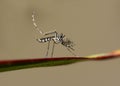 Asian Tiger Mosquito Royalty Free Stock Photo