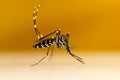 Asian Tiger Mosquito (Aedes albopictus) Royalty Free Stock Photo