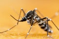 Asian Tiger Mosquito (Aedes albopictus) Royalty Free Stock Photo