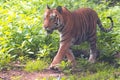 Asian Tiger on move in zoological Park, India