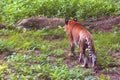 Asian Tiger on move in zoological Park, India