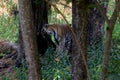 Asian Tiger on the prowl Royalty Free Stock Photo