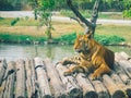 Asian tiger in the wild resting on a bridge